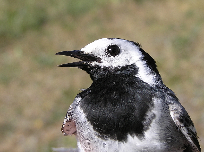 White Wagtail, Sundre 20080606